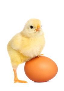business loan bad credit chicken egg